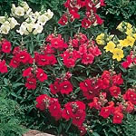 Unbranded Antirrhinum Bells F1 (Twinpack)