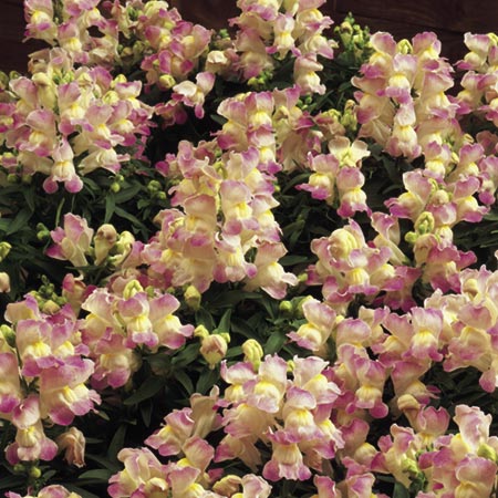 Unbranded Antirrhinum Lavender Lass F1 Seeds (Snapdragon)