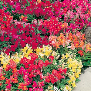 Unbranded Antirrhinum Magic Carpet Mix Seeds