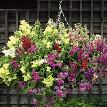 Unbranded Antirrhinum Pola Mixed F1 (Snapdragon) Average