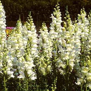 Unbranded Antirrhinum Royal Bride