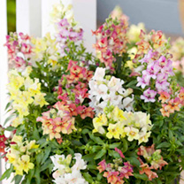 Unbranded Antirrhinum Seeds - Reminiscent Mixed F1