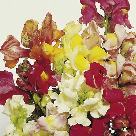 Unbranded Antirrhinum Tom Thumb Mixed Seeds (Snapdragon)