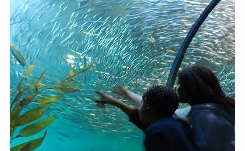 Aquarium of the Bay - Pier 39 - Intro Visit the Aquarium of the Bay at Pier 39 in San Francisco and discover the incredibly rich and varied marine-life that lives just beneath the surface of the water in and around San Francisco Bay! Aquarium of the 