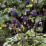 Unbranded Aquilegia Leprechaun Gold Seeds 424321.htm