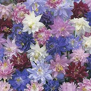 Unbranded Aquilegia Nora Barlow Mixed Seeds