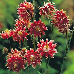 Unbranded Aquilegia Nora Barlow Seeds