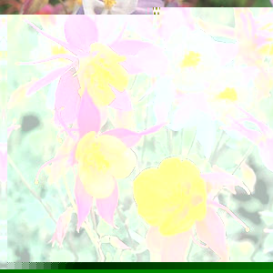 Unbranded Aquilegia Pretty Bonnets Mix Seeds