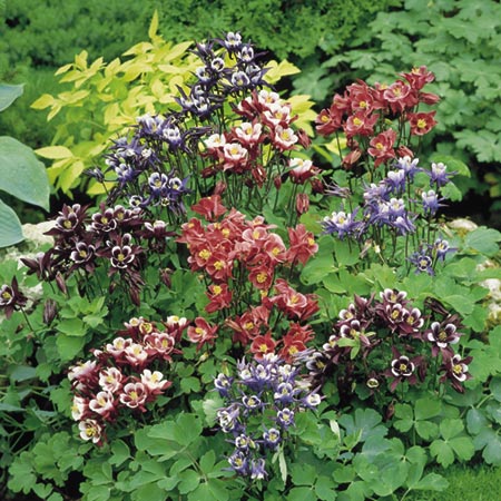 Unbranded Aquilegia Tiddlywinks Seeds Average Seeds 44