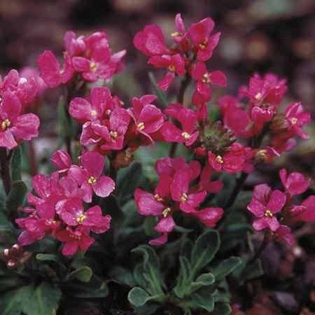 Unbranded Arabis Red Sensation Seeds Average Seeds 90