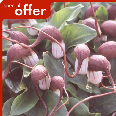 Unbranded Arisarum Proboscideum Plants Pack of 3 Bare Root