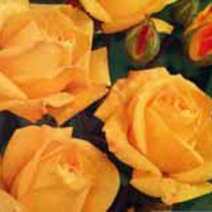 Unbranded Arthur Bell Floribunda Rose (pre-order now)