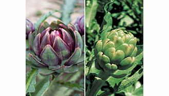 Unbranded Artichoke Plants - Twin Pack