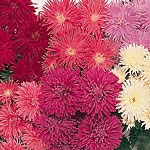 Unbranded Aster Dwarf Comet Seeds