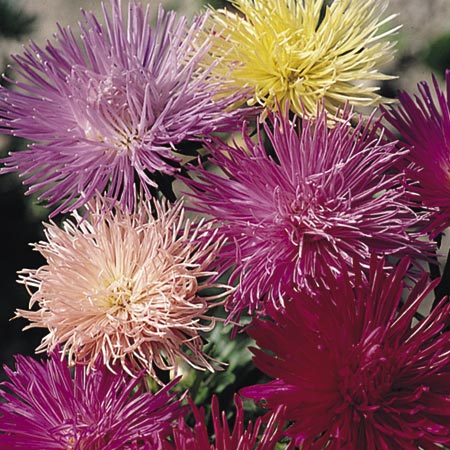 Unbranded Aster Nova Seeds Average Seeds 250