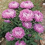 A lovely dwarf bedding Aster producing well branched plants with large lilac flowers - quite unique!