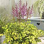 Unbranded Astilbe Colour Flash Lime 217507.htm