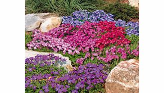 Unbranded Aubretia Mixed Plants