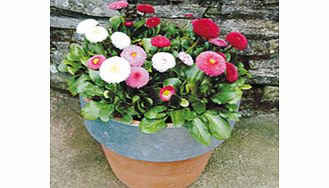 Unbranded Autumn Bedding Plants - Collection