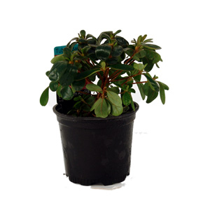 Unbranded Azalea - Evergreen