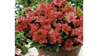 Unbranded Azalea Encore Plant - Autumn Princess