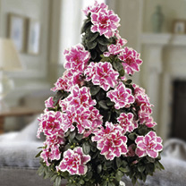 Unbranded Azalea Indoor Tree