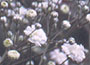 Babys Breath