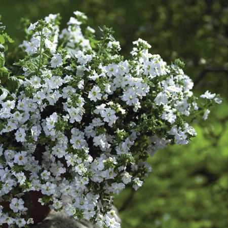 Unbranded Bacopa Twin Pack Plants - Double White and