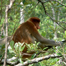 A wonderfall introduction to the rainforests of Borneo, head to Bako National Park to view the abund