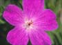 Balkan Cranesbill