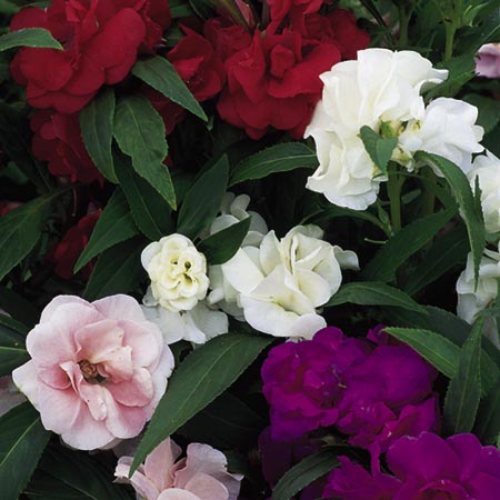 Unbranded Balsam Topnot Mixed Seeds Average Seeds 65