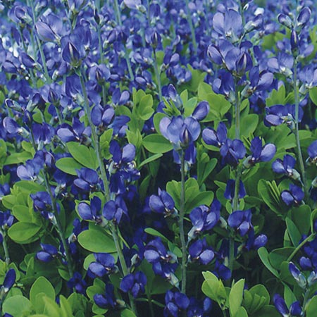 Unbranded Baptisia Australis Seeds Average Seeds 45