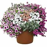 Unbranded Basket and Patio - Pretty in Pink Collection