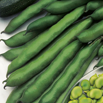 Unbranded Bean Seeds - Complete Bean Collection