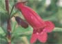   Bold spikes of large, tubular-bell-shaped scarle