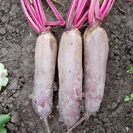 Unbranded Beetroot Alto F1 Average Seeds 245