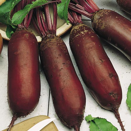 Unbranded Beetroot Alto F1 Plants Pack of 18 Plug Plants
