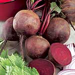 Unbranded Beetroot Boltardy Plug Plants