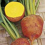 Unbranded Beetroot Burpees Golden Plug Plants 400581.htm