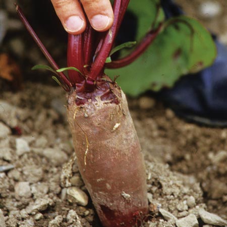 Unbranded Beetroot Cylindra Seeds - Triplepack Average