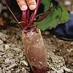 Unbranded Beetroot Cylindra Seeds 431985.htm