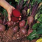 Unbranded Beetroot Detroit 2 - New Globe Seeds -