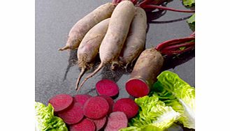 Unbranded Beetroot Seeds - Continuity Duo Pack