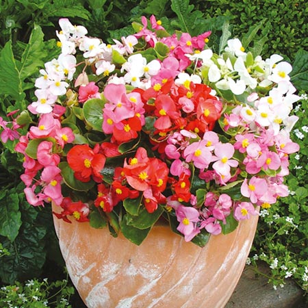 Unbranded Begonia Ambassador Mixed F1 Plants Pack of 40  