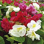 Unbranded Begonia Double Ruffles Mixed Easiplants