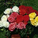 Unbranded Begonia Expresso - Mixed 247627.htm