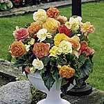 Unbranded Begonia Expresso Pastel Mixed