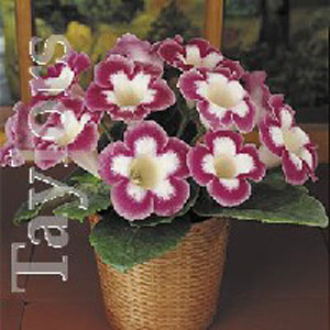 Unbranded Begonia Gloxinia Blanche De Meru Bulbs