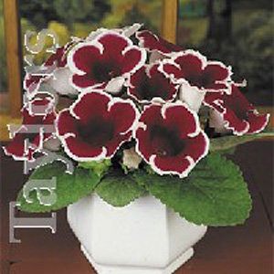 Unbranded Begonia Gloxinia Kaiser Friedrich Bulbs