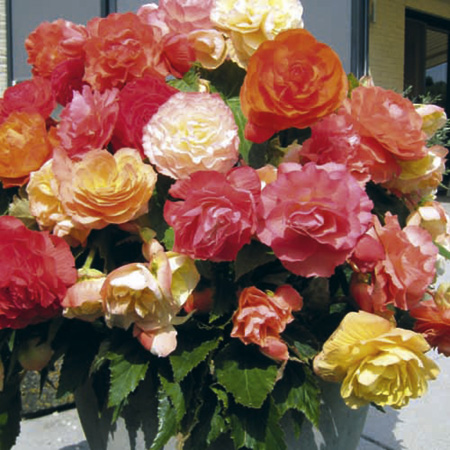 Unbranded Begonia Parisienne Plants 15 Garden Ready Plants